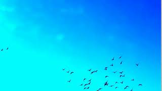 032171454 birds flying blue fantasy sky