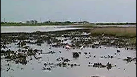 The Coastal Wetlands of Texas