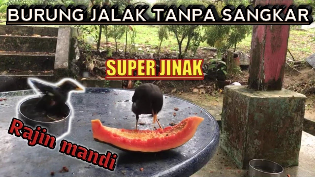 Burung jalak tanpa sangkar dan rajin mandi 