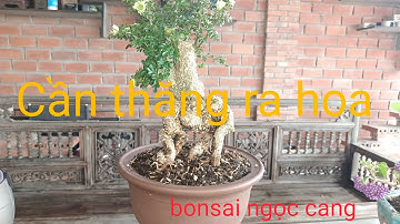Cần thăng nhỏ mà  ra hoa nhé ae#bonsai ngọc cang#cây