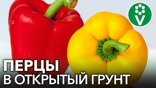 видео: СОБИРАЕМ ВЕДРАМИ РАННИЙ УРОЖАЙ КРУПНЫХ ПЕРЦЕВ! Низко- и высокорослые сорта. картинка: СОБИРАЕМ ВЕДРАМИ РАННИЙ УРОЖАЙ КРУПНЫХ ПЕРЦЕВ! Низко- и высокорослые сорта.