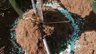 Top dressing young Hass avocado seedlings - dos and dont | Hass avocado farming in Kenya |