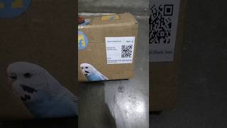 love birds unboxing ?♥️ ||shortd parrot tota online flipkart parrot