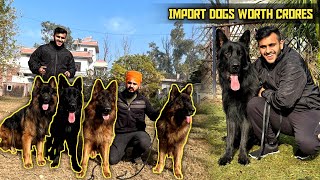 This Man have 20+ Import German shepherd in India  Engineer Kennel