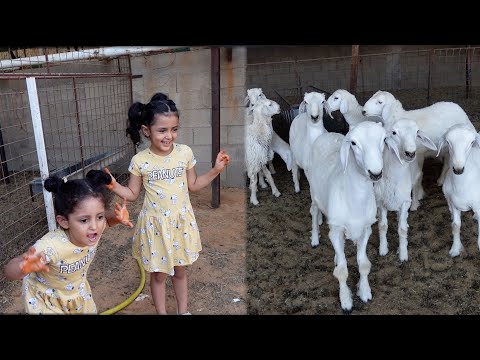 لولو وتوتو خافوا من الخروف 