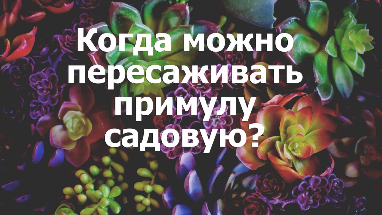 Когда можно пересаживать калину
