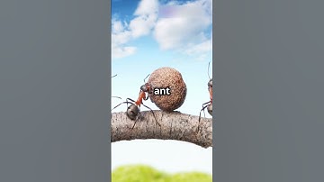 The Ant and the Rock: A Tale of Persistence  #motivationalstory   #motivation #motivational