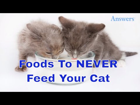 Video: Pareho Ba Ang Pagkain Ng Pusa Ng Kucing At Holistic Cat Food?