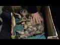 Kurilian Bobtail cat giving birth の動画、YouTube動画。