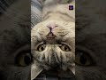 I Accidentally Trained My Cat to Wake Me at 5am