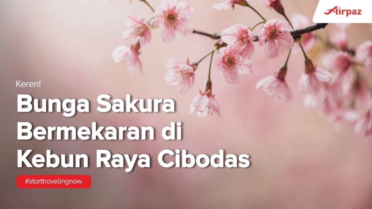 Takjub Keindahan Bunga  Sakura  Bermekaran di Kebun Raya 