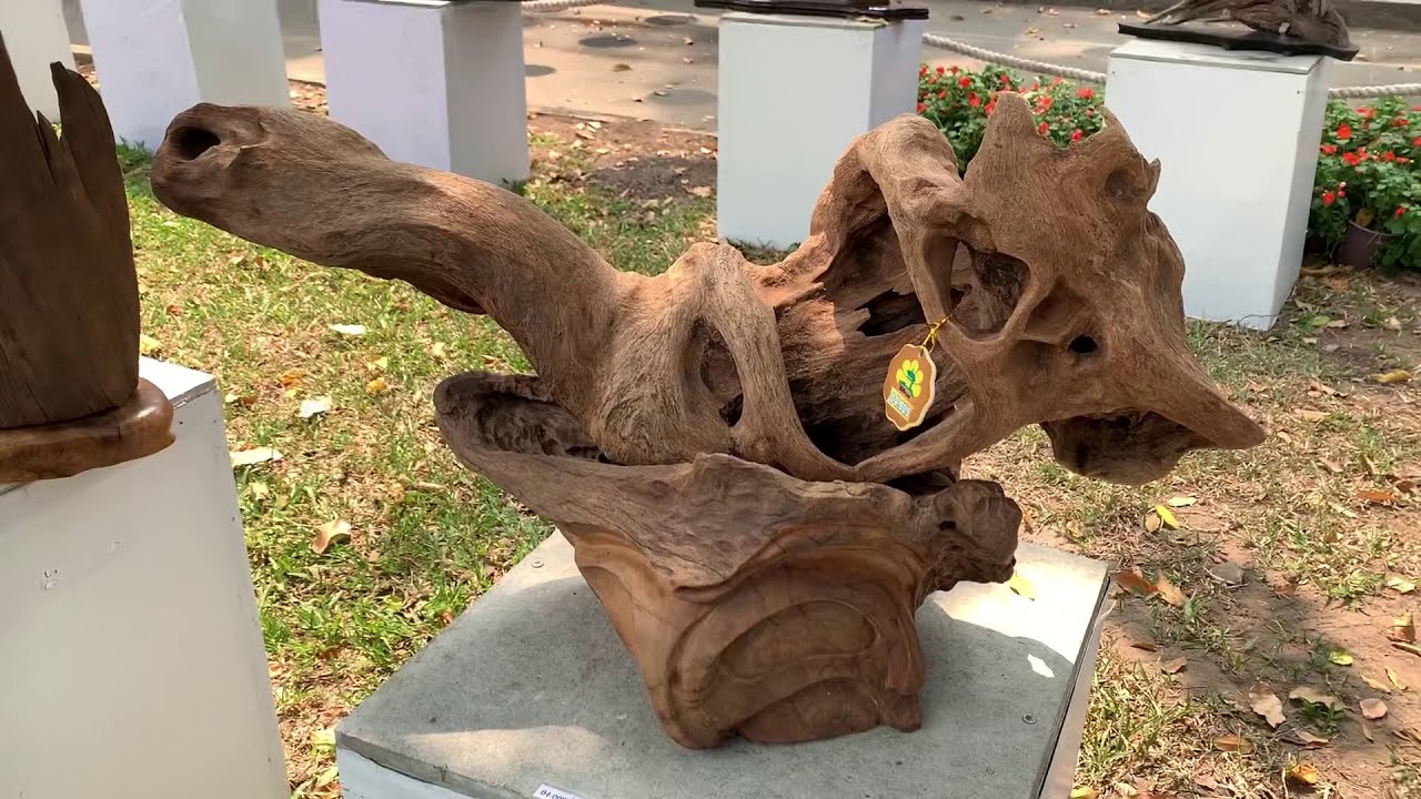 GỖ LŨA NGHỆ THUẬT - GỖ LŨA DỰ THI