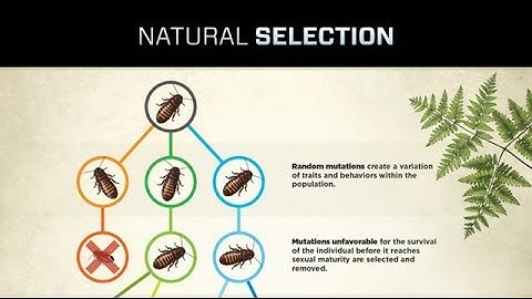 Is Evolution designed? Natural Selection, Epigenetics, and More