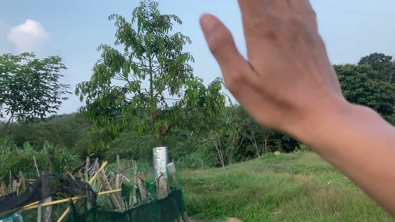 Semoga Berbunga Sulong Januari Ini Durian Duri Hitam