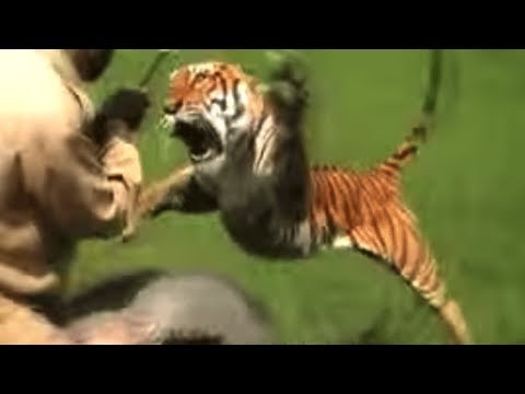 When Tigers Attack - When tigers attack. These predators hunt large animals in nature. Let's take a look at the most spectacular big cat fights in the wilderness. 