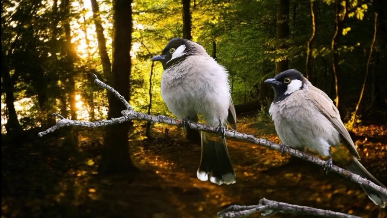 Divine Bird Singing and Beautiful Summer Nature Have a Healing Effect on Your Health.