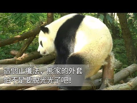 《熊貓早晚安》這個止癢法，熊家的外套怕不是要脫光光了吧！ | iPanda