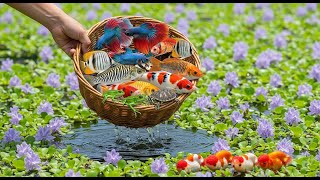 Amazing Catch Most Beautiful Aquarium Fishes, Turtles,Frogs In Nature Lake #aquarium #4k