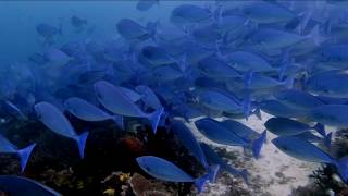 The school  of fish and its magic