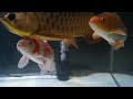 【錦鯉】水槽飼育はじめました
