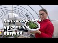 Черенкование петунии. Выращивание, подкормка, уход /Сад и огород/Переезд на юг