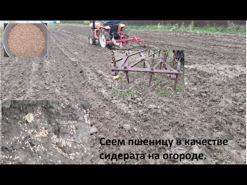 Сеем сидераты осенью