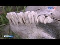 В Крыму растет число стихийных скотомогильников