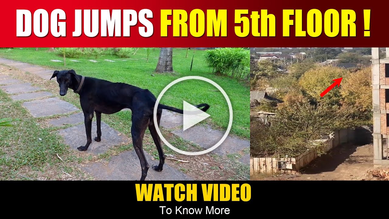 IMPRESSIVE !! Dog Jumps from 5th floor , and then seen walking normally