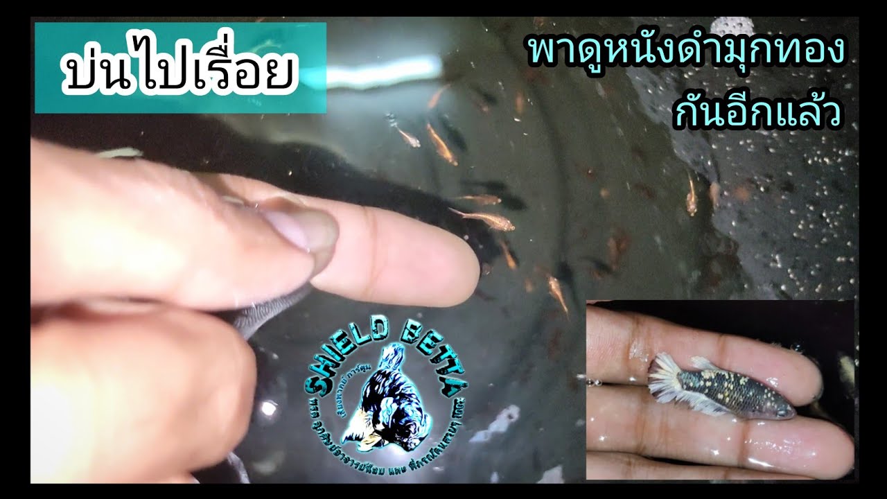 บ่นไปเรื่อย พาดูหนังดํามุกทอง แบล็คสตาร์มุกทอง Back Star Copper Gold