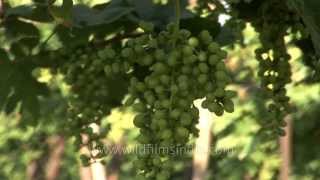 Solapur - Maharashtra's grape and wine district