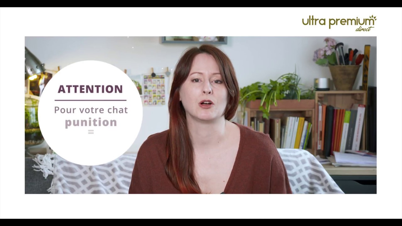 Enfermer Son Chat Dans Une Piece Pour Le Punir