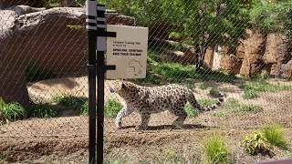 FEEDING TIME FOR THE LEOPARD San Diego Zoo (4K)