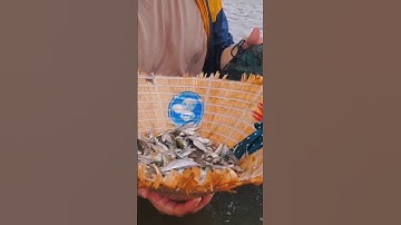 Het uitwerpen van visnetten om vis te vangen tijdens het overstromingsseizoen in de grensregio Do...