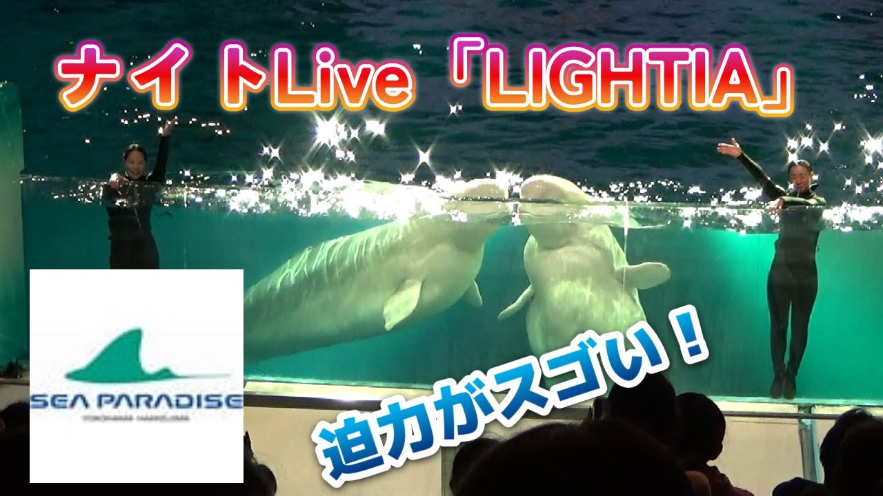 「横浜・八景島シーパラダイス」ナイトLive「LIGHTIA」「音・光・映像」と「人とイルカ」が一体に！＜大画面でご覧ください！＞