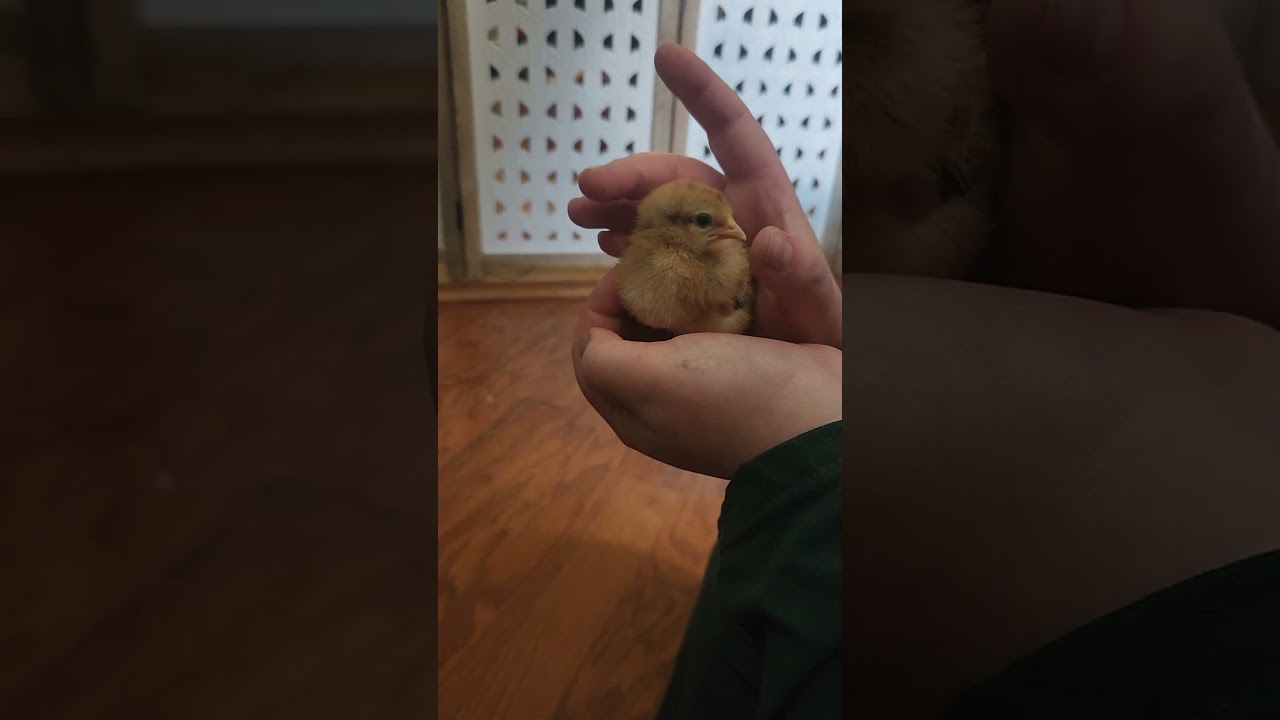 we got more chickies!!! #chicken #homestead #shortsfeed #diy #farm