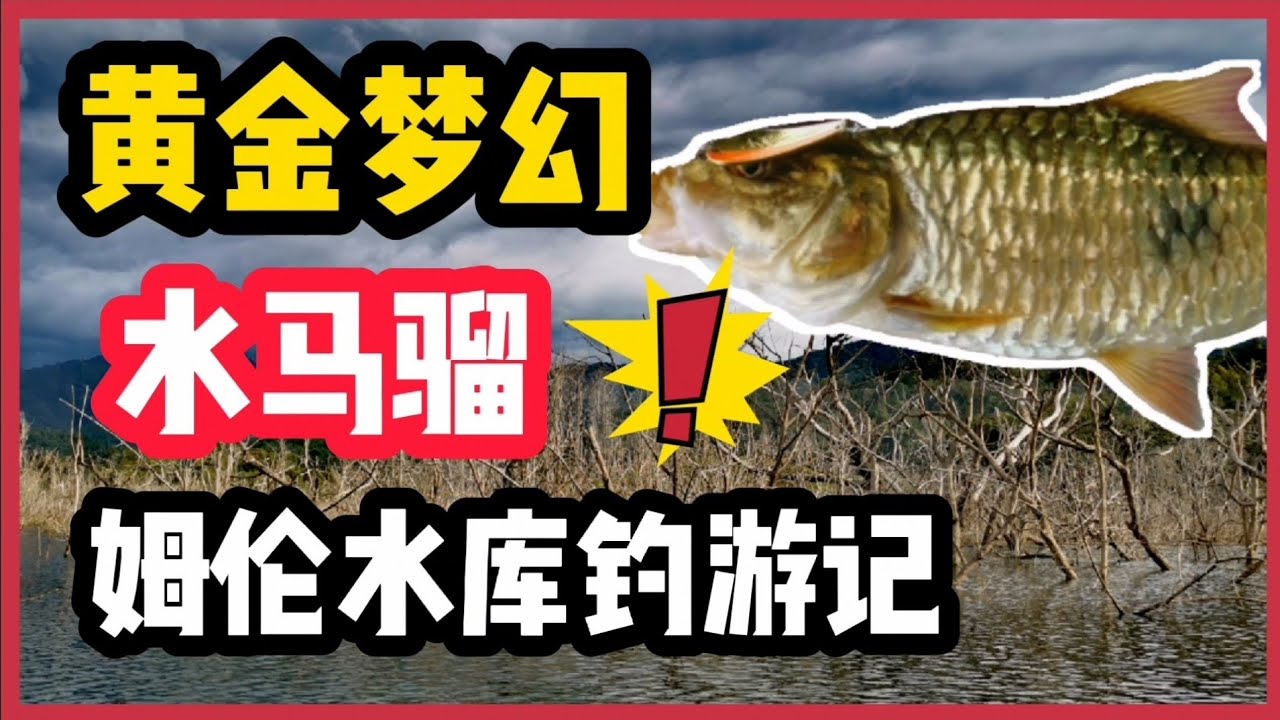 黄金梦幻水马骝 马来西亚砂拉越的黄金剪刀尾 等你 Youtube