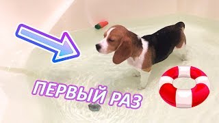 ПЕРВОЕ В ЖИЗНИ ПЛАВАНЬЕ БИГЛЯ, ПОПИСАЛА В ВАННУ???///тип VLOG# щенок бигля плавает ПЕРВОЕ В ЖИЗНИ ПЛАВАНЬЕ БИГЛЯ, ПОПИСАЛА В ВАННУ???///тип VLOG# щенок бигля плавает