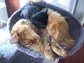 Black knuffelt met Flynn