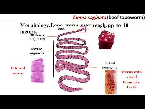 Video: Taenia Saginata Taenioosi / Tsüstitserkoosi Epidemioloogia: Süstemaatiline ülevaade Levikust Lõuna- Ja Ida-Aafrikas