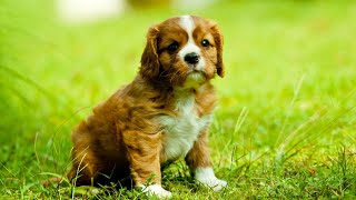 Are Cavalier King Charles Spaniels good with pet guinea pigs?