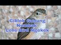 Ciblek Gunung Nembak Love Bird Ngekek Panjang Mp3 - Mp4 Download