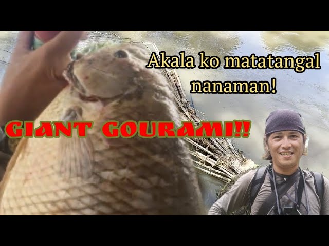 AIRGUN FISHING/GIANT GOURAMI HUNT‼️Akala ko mabibigtas nanamaN class=