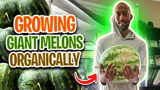 How to Grow Giant Watermelon at Home?