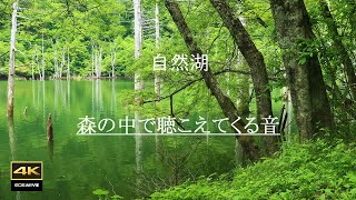 4K【自然環境音】森の中で聴こえてくる音  /  鳥たちのさえずり、雨の音、流れる水の音