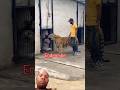 Episode 857/tiger vs lion fight #tiger #angrytiger #lion #bigcat #short #trending