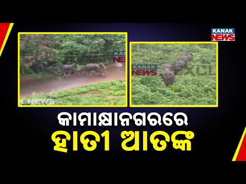 କାମାକ୍ଷାନଗର ଟାଙ୍ଗର ଗାଁରେ ହାତୀ ଆତଙ୍କ | Elephant Terror in Kamakhyanagar: Locals Live in Fear