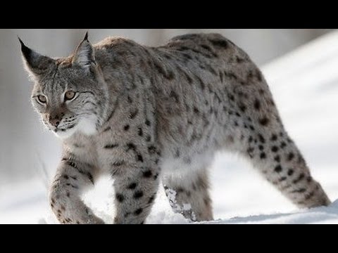 Рысь обыкновенная - European Lynx (Энциклопедия животных)