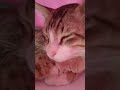 Cat Nap 💤