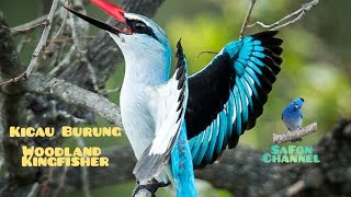 Kicau Burung Woodland kingfisher