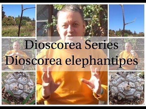 Video: Dioscorea Kaukasia (rumput) - Sifat Yang Berguna Dan Penggunaan Dioscorea, Kontraindikasi. Akar Dioscorea. Dioscorea Nippon, Jepang